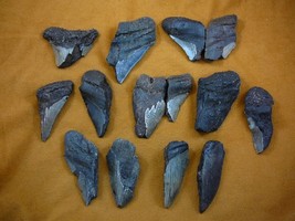 (SW11-33) TWO POUNDS Fossil Shark Tooth teeth MEGALODON partial sharks fragments - £44.06 GBP