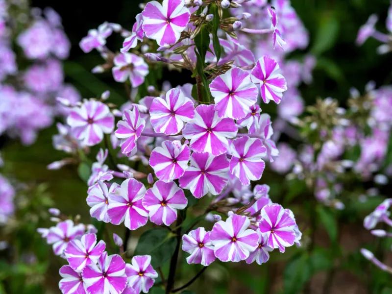 20 Seeds MEADOW PHLOX Maculata Mixed Colors Wild Sweet William Native Flower  - £8.96 GBP