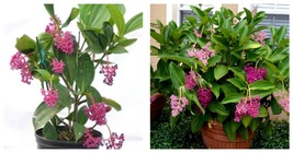 Live Flowering Plant Medinilla Myriantha &quot;Malaysian Orchid&quot; AKA Malaysian Grapes - £35.37 GBP