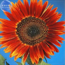 Evening Sun Sunflower, Professional Pack, 20 seeds, Tall Multiple Head Cut Flowe - £3.58 GBP