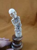 (Skull-40) large white full skeleton Skull figurine Bali antler crafted model - £73.93 GBP