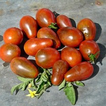 Frees Shipping Chocolate Pear Tomato Sweet Early Grown To Organic Standa... - £13.95 GBP