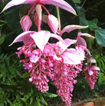 100 Seeds Medinilla Magnifica Bonsai Very Beautiful Bonsai Flower Gardening - £4.80 GBP