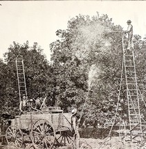 Spraying For Cottony Cushion Scale Insect Victorian 1887 Print Entomolog... - $378.90 MXN