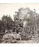 Spraying For Cottony Cushion Scale Insect Victorian 1887 Print Entomolog... - $19.99