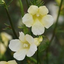 20 + Incarvillea Hardy Outdoor Gloxiny Flower Seeds / Cream Color Perennial - $14.30