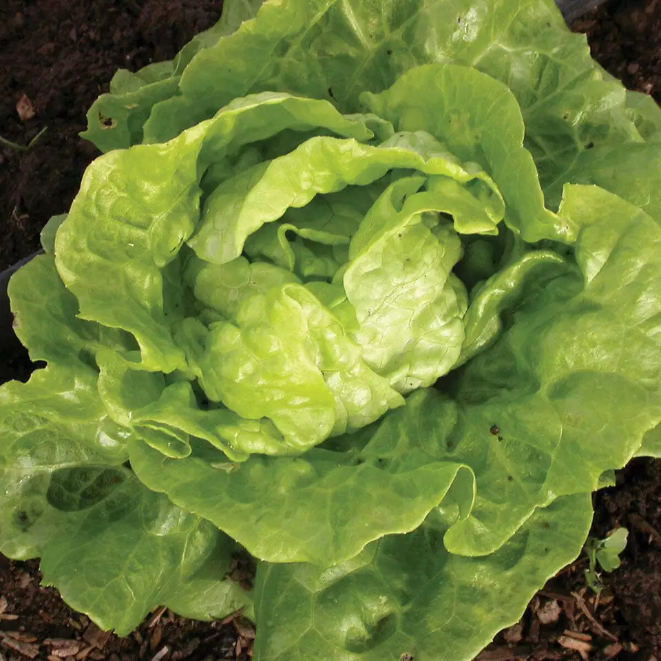 Tom Thumb Lettuce Vegetable Lactuca Sativa NON GMO 600 Seeds - $9.60