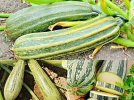 35 Cocozelle Zucchini Heirloom Summer Vegetable Seeds Garden Container - £13.18 GBP