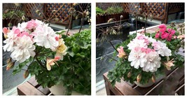 20 seeds Geranium Pink White Double Petals Perennial Flower &#39;Seeds&#39; - £15.97 GBP
