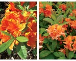 MANDARIN Azalea Rhododendron Hybrid STARTER Plant MAY BE DORMANT - £54.15 GBP