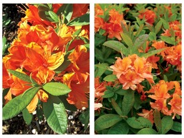 MANDARIN Azalea Rhododendron Hybrid STARTER Plant MAY BE DORMANT - £55.03 GBP