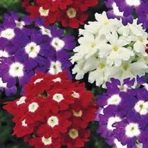 Thjar 35+ Verbena Obsession Mix Perennial Flower Seeds / Deer Resistant - $6.99