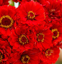 US Seller 100 Seeds Zinnia Cherry Queen Red Scarlet Blooms Cut Flowers - £7.95 GBP