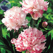Cai Xia White Peony With Red Stripes 5 Seeds Big Blooms Double Petals Ha... - $9.75