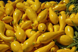 50 Yellow Crookneck Squash Vegetable Seeds &quot;Golden Summer&quot; Heirloom NON-GMO  - £7.75 GBP