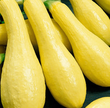 30 SEEDS SUMMER SQUASH EARLY PROLIFIC STRAIGHTNECK GROW FAST HEIRLOOM SE... - $8.35