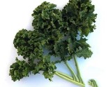 250 Dwarf Siberian Kale Seeds Heirloom Fast Shipping Fast Shipping - $8.99