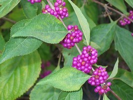 Sell Store Beautyberry 100 Seeds Fresh This Season&#39;S Harvest From My Garden {Rar - $8.87