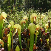 5 Darlingtonia Californica Cobra Plant Carnivorous Seeds For Planting   - £14.57 GBP