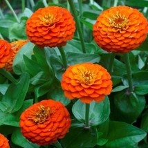 50 Seeds - Orange King Zinnia - Elegans Zinnia Flower - £7.18 GBP