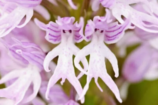 Naked Man Orchid Flower Moth 50 Authentic Seeds Garden - £11.00 GBP