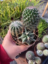 Cacti Cactus Combo Trio Mix #6 Three Cactus per 4&quot; Pot Live Plants - £11.65 GBP