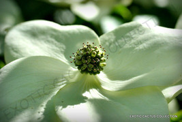 EXOTIC CORNUS KOUSA @ chinese dogwood tree white flowers red fruit seed ... - $9.49