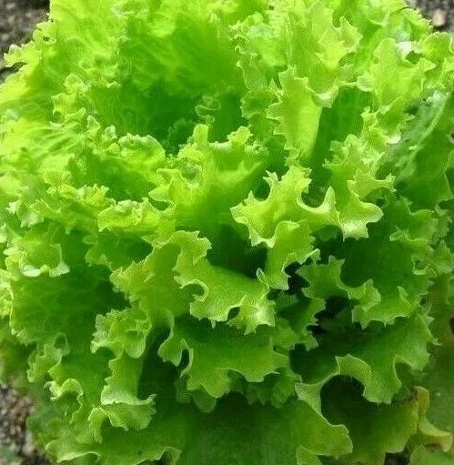 Salad Bowl Lettuce Seeds 500+ Healthy Leafy Greens Salad Fresh Seeds - £4.84 GBP