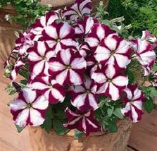 PowerOn 30+ Star Burgandy Petunia Flower Seeds / Long Lasting Annual - $7.34