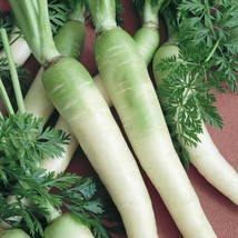 Lunar White Carrot Seeds 400 Vegetable Garden Fresh Garden Seeds - £3.23 GBP