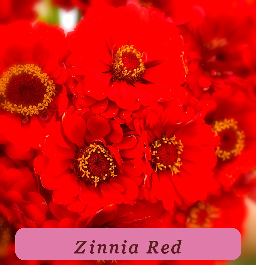 Zinnia Cherry Queen Red Top Quality Scarlet Blooms Cut Flowers Hummingbirds - $5.75