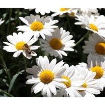 200+ Oxeye Daisy Seeds – Leucanthemum Vulgare Perennial Wildflower - $16.50