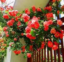 Rose Double 100PCS Garden Seeds Big Climbing - £12.97 GBP