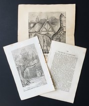 1851 Antique Giraffes Gardens Zoological Society London Engraving Zoo Article - £67.14 GBP