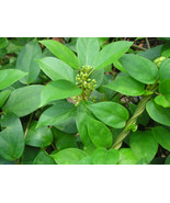 Gymnema Sylvestre Gymnema Herb Seeds Garden USA SELLER - $17.98