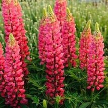 US Seller 25 Seeds Lupine Popsicle Red Flower Seeds Lupine Seeds Fast Shipping - £16.46 GBP