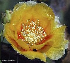 5 Yellow Cactus Pear Seed-1036 - £3.14 GBP