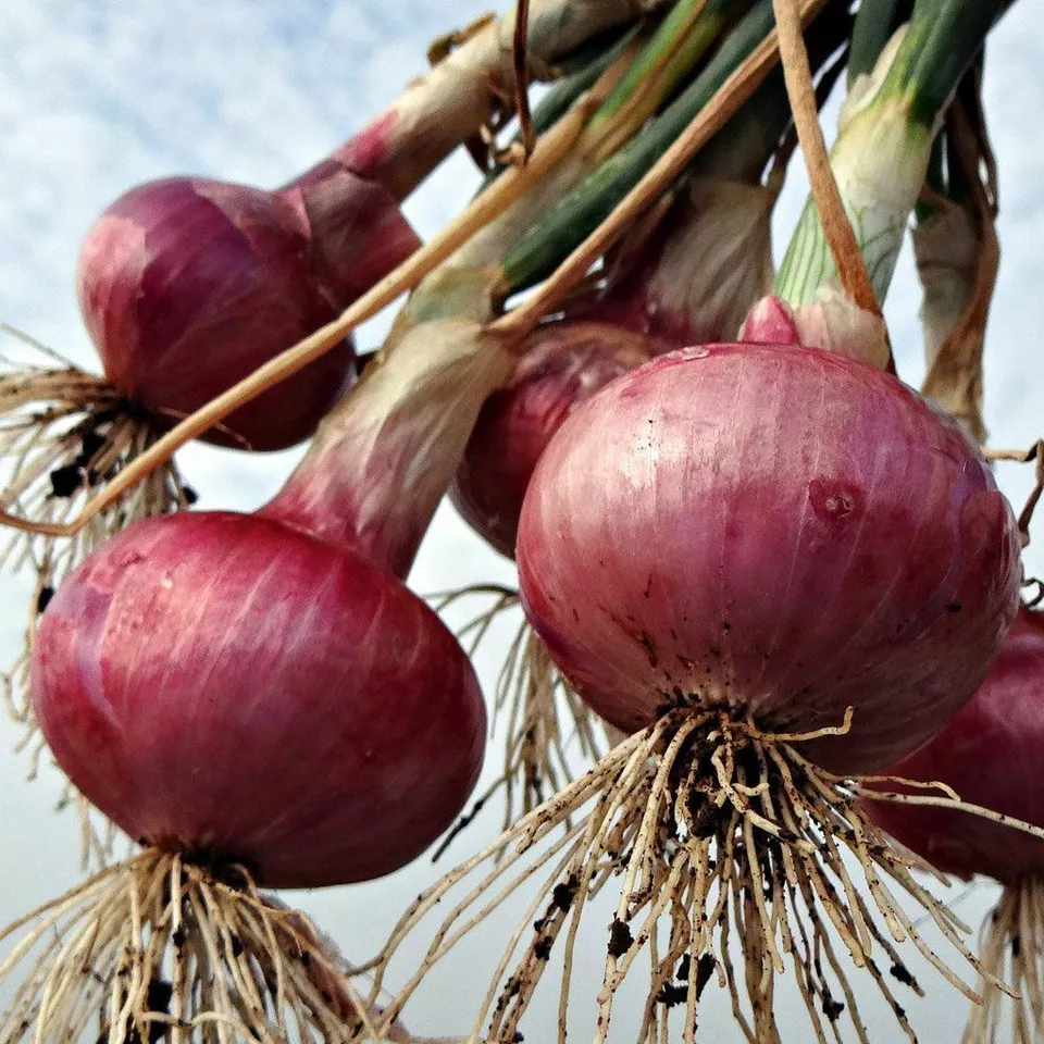 AW 250 Seeds Red Grano Onion Heirloom Seed Vegetable Herb Easy To Grow  - $9.10