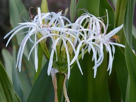 Set of 5 White Spider Crinum Lily Amoenum  Bulk Bundle Lot Rooted Starte... - £26.87 GBP