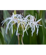 Set of 5 White Spider Crinum Lily Amoenum  Bulk Bundle Lot Rooted Starter Plant - £26.47 GBP