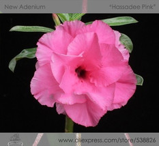 Goodidea 1 Professional Pack, 2 seeds / pack, Rosy Adenium Obesum Hassadee Pink  - $6.09