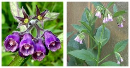 150 Seeds Comfrey Seeds (symphytum Officinale) Perennial Easy to Seasons - £22.01 GBP