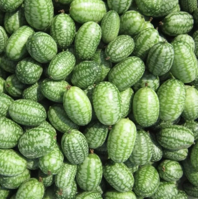 Mexican Sour Gherkin Seeds Heirloom Organic - £3.04 GBP