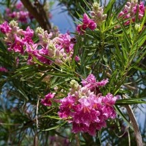 SGHOST Desert Willow Seeds 2023 Harvest USA Seller - £6.43 GBP