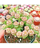 SKM Live Crassula Cv Jade Necklace Succulent 25 Seeds Pack Easy to Grow - $12.97