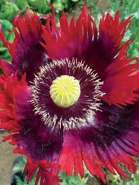 500 Seeds Poppy JIMI’S FLAG Purple, Red Breadseed Poppies Huge Pods Organic USA - £11.47 GBP