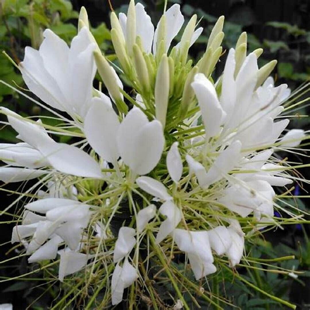 100 White Queen Spider Seeds Clome Spinosa Perennial Flower Fresh Gardening - $8.98