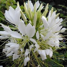 100 White Queen Spider Seeds Clome Spinosa Perennial Flower Fresh Gardening - $8.98