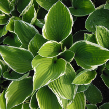 Hosta Bright Fresh Green Color - 200 Seeds - £7.27 GBP