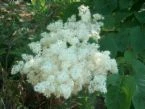 Syringa reticulata JAPANESE TREE LILAC SEEDS! - $16.42